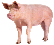 Varken a71e7736
